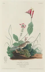 Bruant de Henslow, 1829