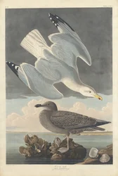 Goéland argenté, 1836