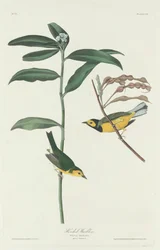 Paruline à capuchon, 1831