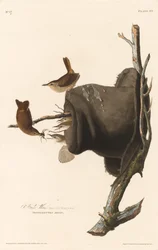 Troglodyte familier, 1830