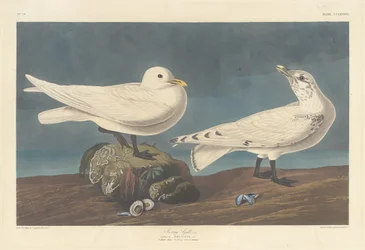 Mouette ivoire, 1836