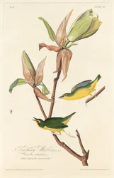 Paruline du Kentucky, 1828