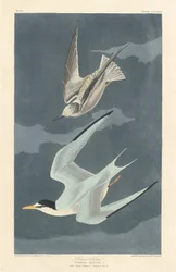 Sterne naine, 1836