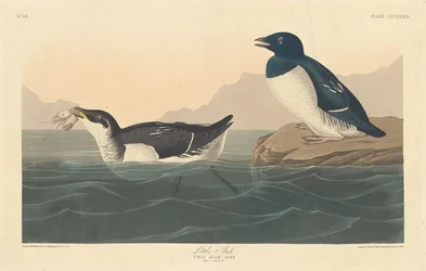 Petit pingouin, 1836