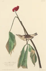 Grive de Louisiane