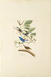 Oiseau indigo mâle