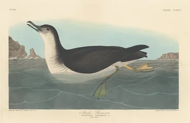 Puffin des Anglais, 1836