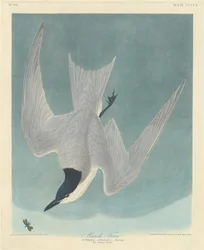 Sterne des marais, 1838
