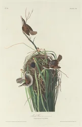 Troglodyte des marais, 1830