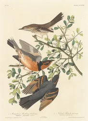 Moqueur des montagnes et grive variée, 1837