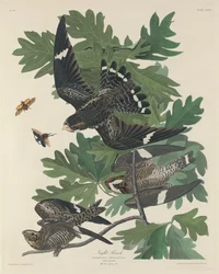 Faucon de nuit, 1832