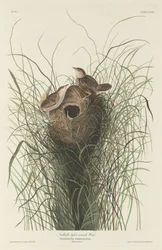 Troglodyte des marais de Nuttall, 1833