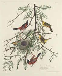Oriole des vergers, 1828