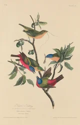 Passerin nonpareil