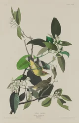 Paruline des palmiers, 1833