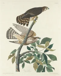 Faucon Pigeon, 1830