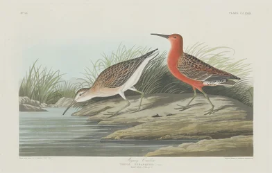 Courlis pygmée, 1835