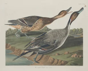 Canard pilet, 1834.