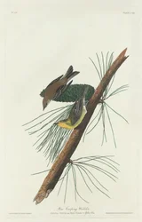 Paruline des pins, 1832