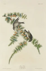 Chardonneret des pins, 1833