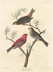 Durbec des sapins, 1837