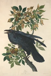 Corbeau, 1831