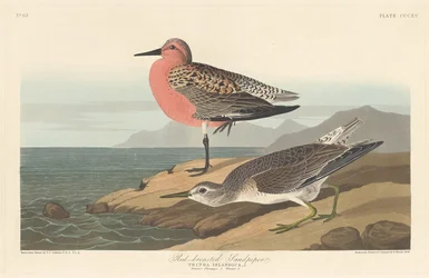 Bécasseau à poitrine rousse, 1836