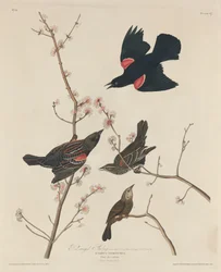 Étourneau à ailes rouges, 1829