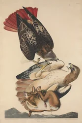 Buse à queue rousse, 1829.