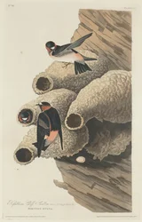 Hirondelle Républicaine, 1829