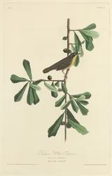 Gorge jaune de Roscoe, 1827
