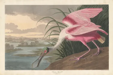 Spatule rosée, 1836
