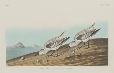 Pluvier Roux, 1834