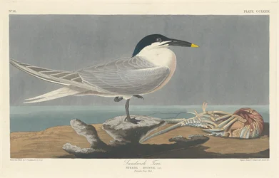 Sterne caugek, 1835