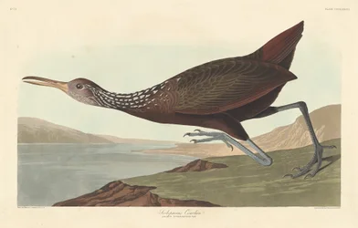 Scolopaceus Courlan, 1837