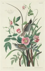 Pinson de bord de mer, 1830