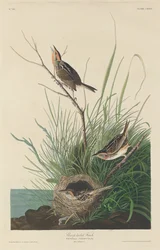 Pinson à queue pointue, 1832.