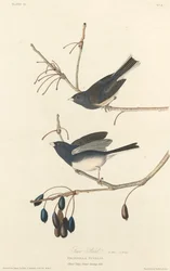 Oiseau des neiges, 1827