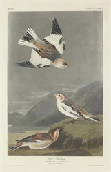 Bruant des neiges, 1834