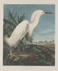 Héron neigeux ou aigrette blanche