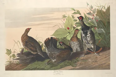 Gélinotte tachetée, 1833.