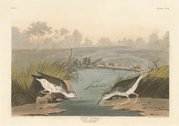 Chevalier grivelé, 1836