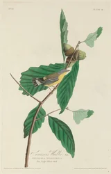 Paruline de Swainson, 1828