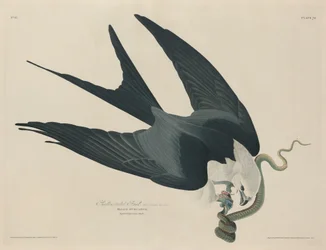 Faucon à queue fourchue, 1829