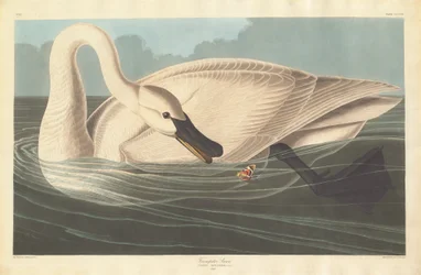 Cygne trompette, 1838
