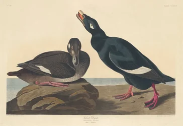 Canard de velours, 1835