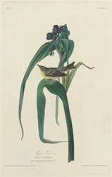 Viréo de Vigors, 1828