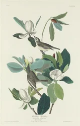 Gobemouche chanteur, 1831