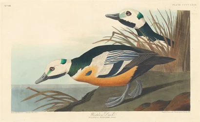 Canard occidental, 1838