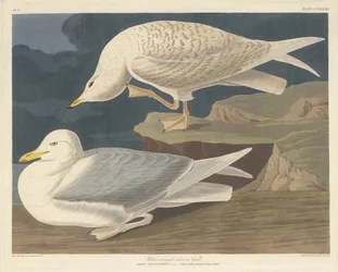 Goéland argenté à ailes blanches